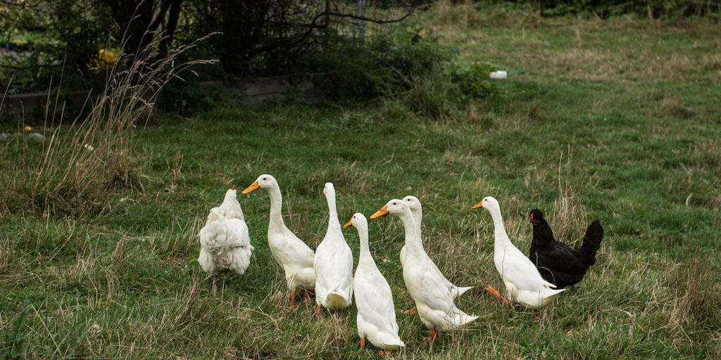 Mount Thomas Road B&B Rangiora Bagian luar foto